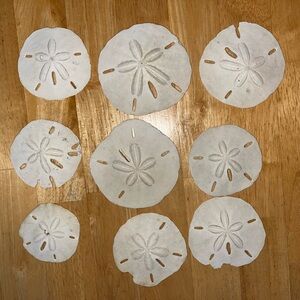 Real Large Sandollars from Florida